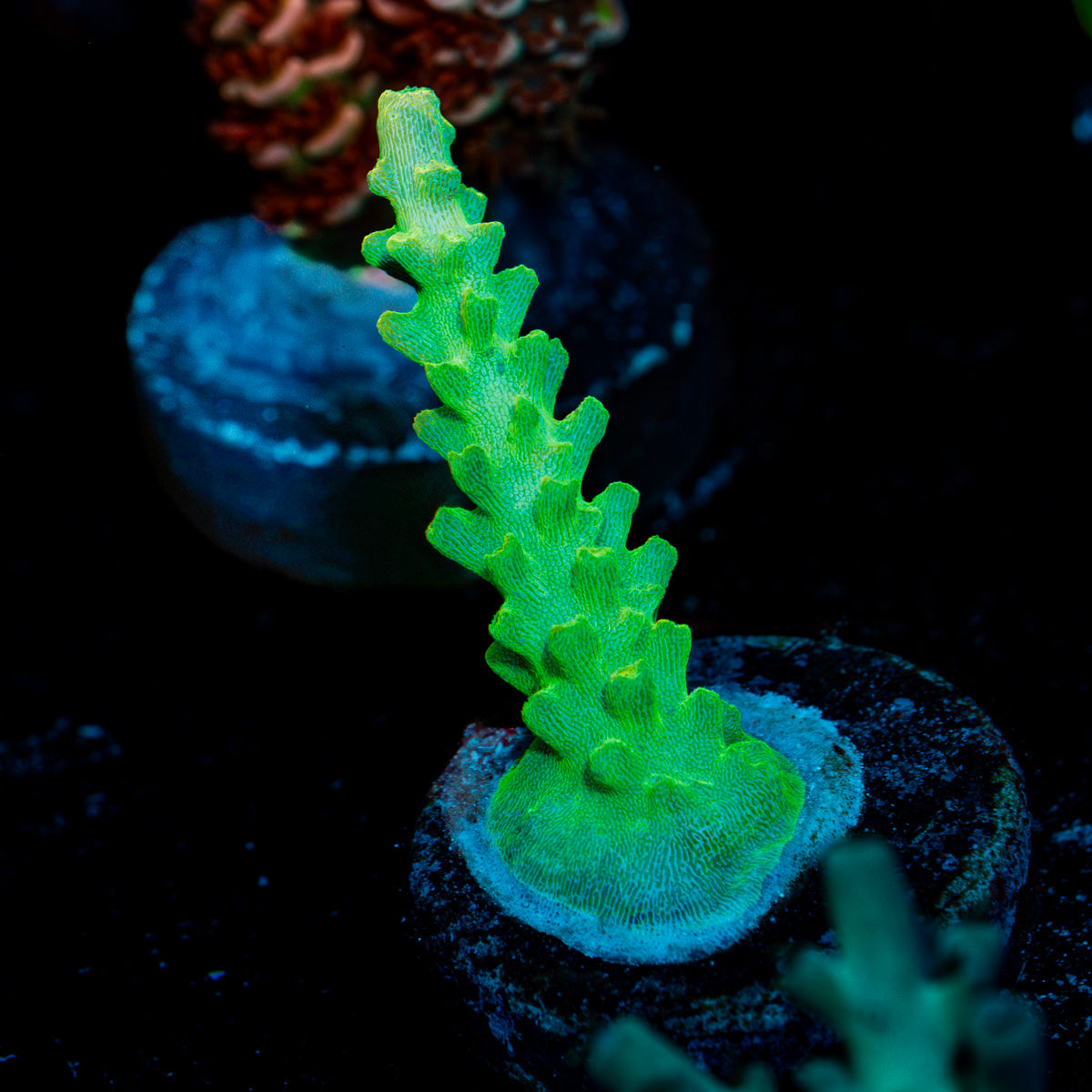 Fools Gold Acropora Coral with branching growth in reef aquarium