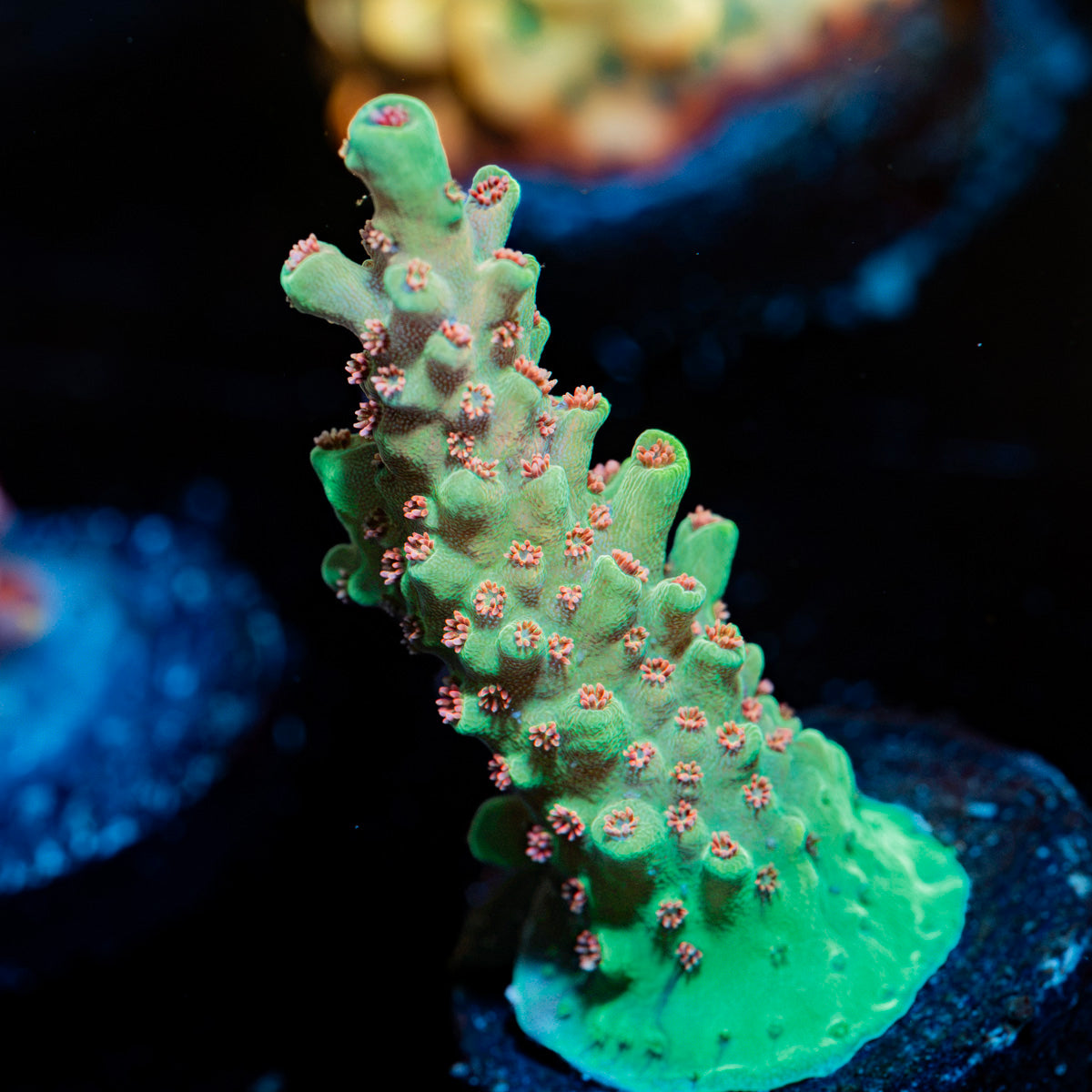 Rocket Man Acropora Coral with branching growth in reef aquarium