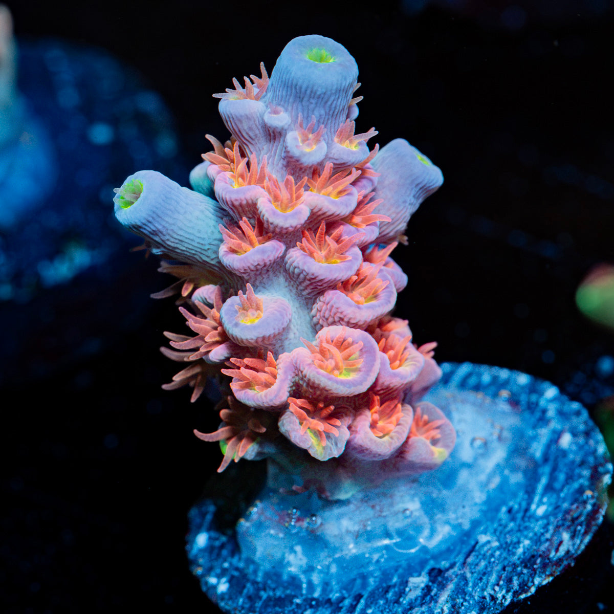 Globe Master Tenuis Acropora Coral with branching growth in reef aquarium
