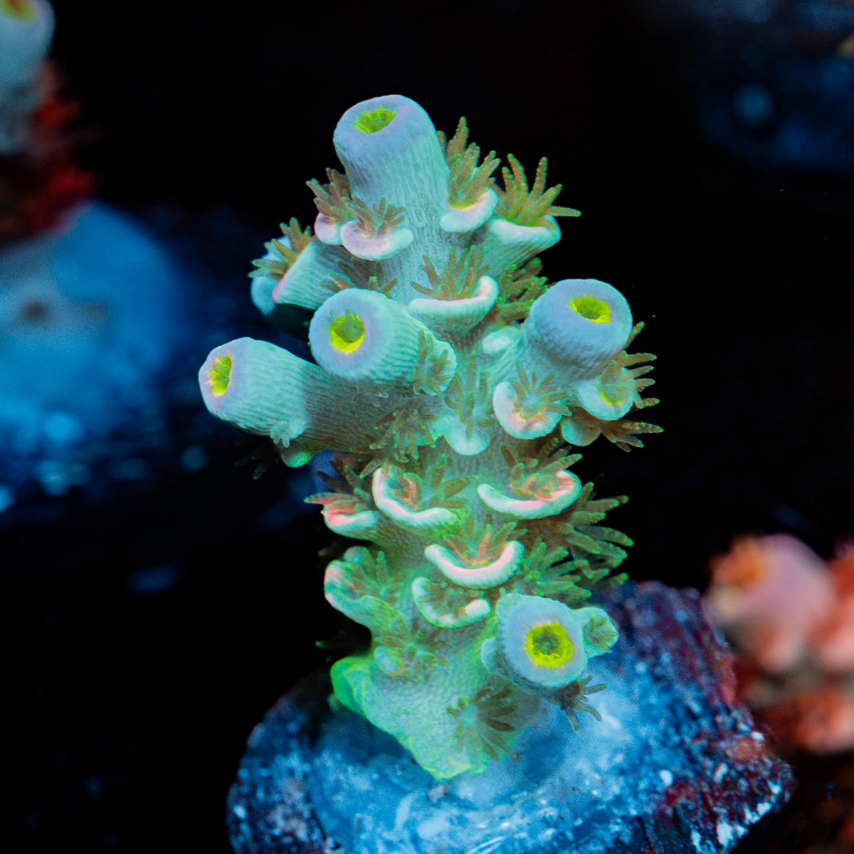 Oscar the Grouch Tenuis Acropora Coral with branching growth in reef aquarium