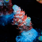 Cherry Bomb Tenuis Acropora Coral with branching growth in reef aquarium