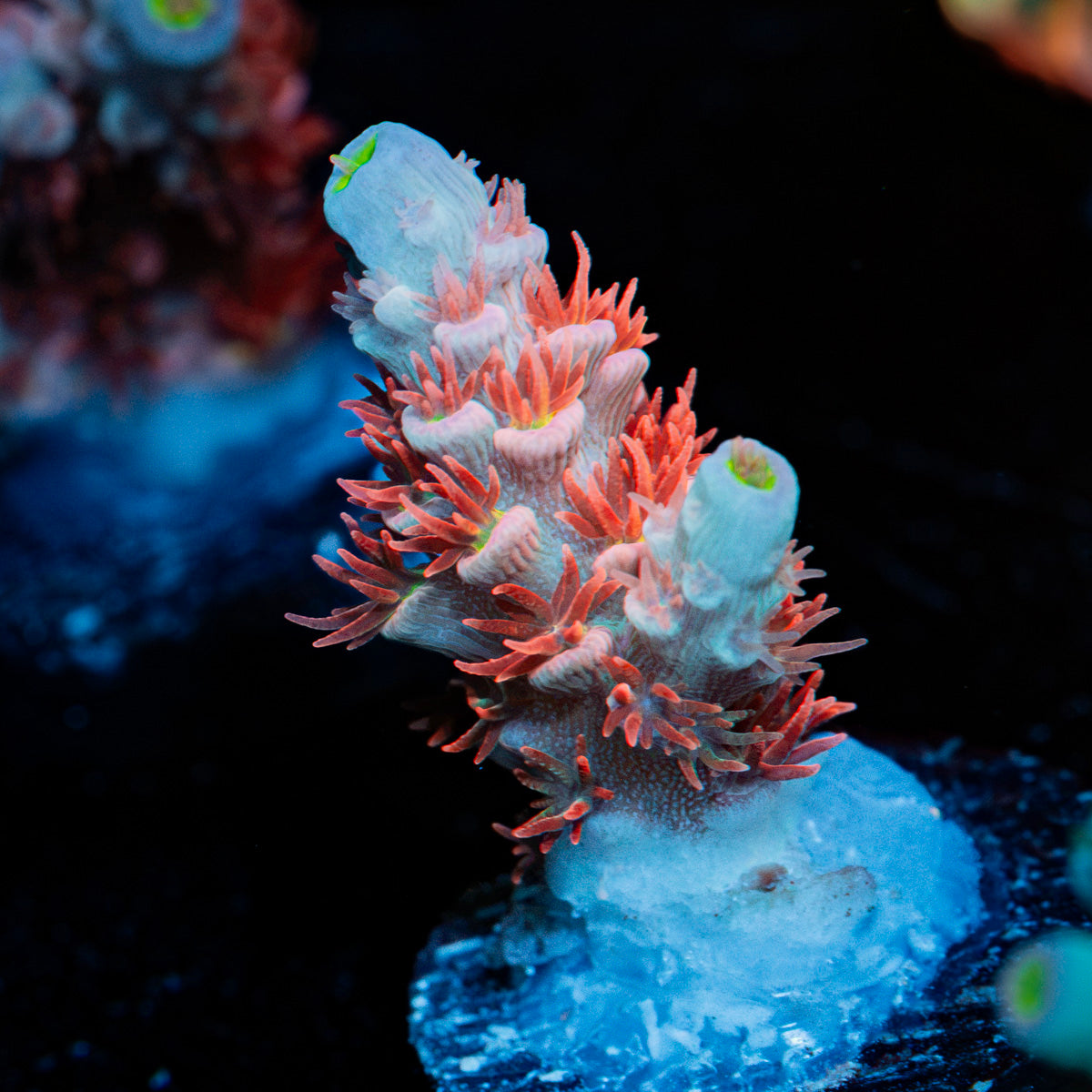 Cherry Bomb Tenuis Acropora Coral with branching growth in reef aquarium