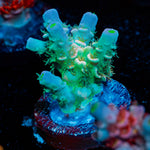 Oscar the Grouch Tenuis Acropora Coral with branching growth in reef aquarium