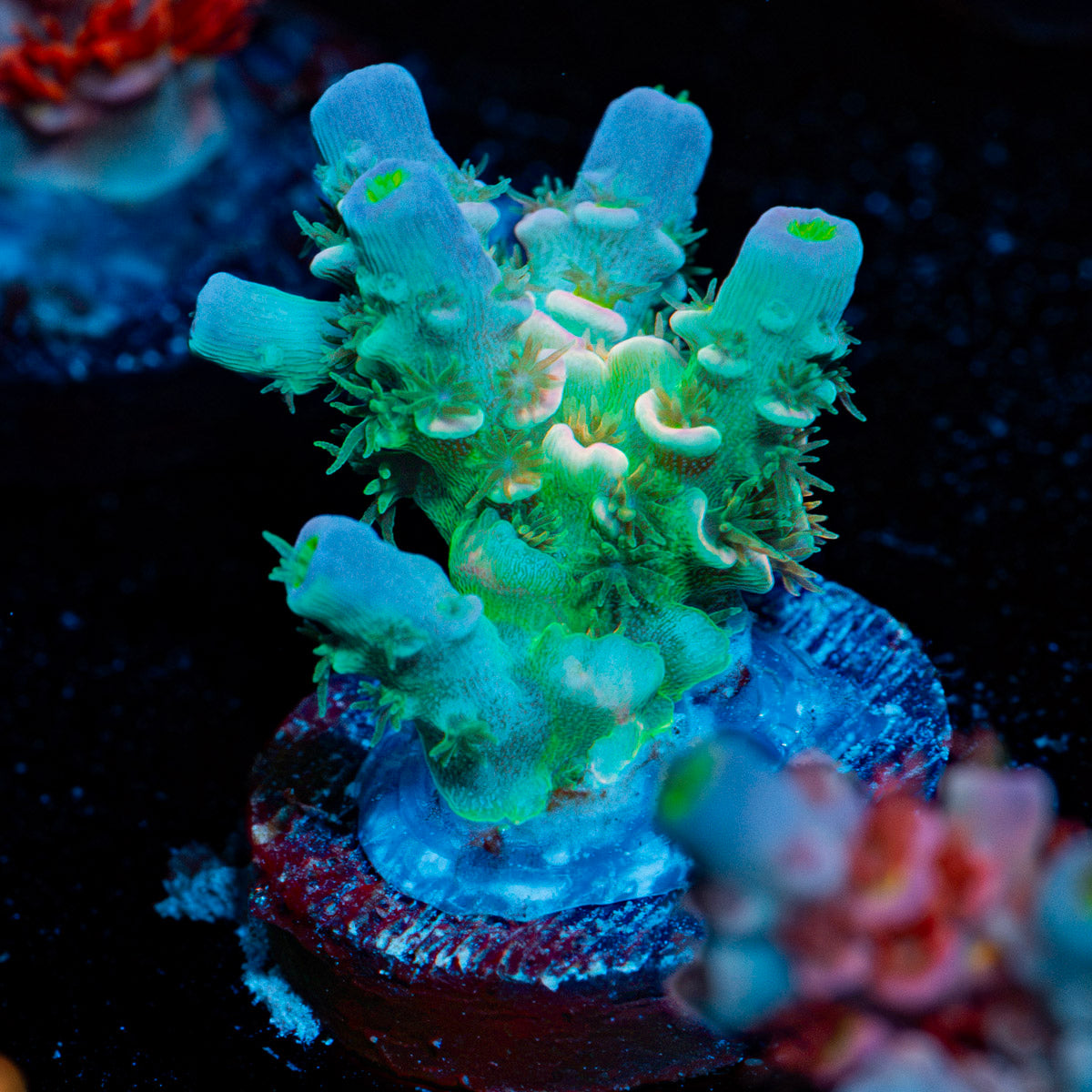 Oscar the Grouch Tenuis Acropora Coral with branching growth in reef aquarium