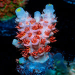 Cherry Bomb Tenuis Acropora Coral with branching growth in reef aquarium