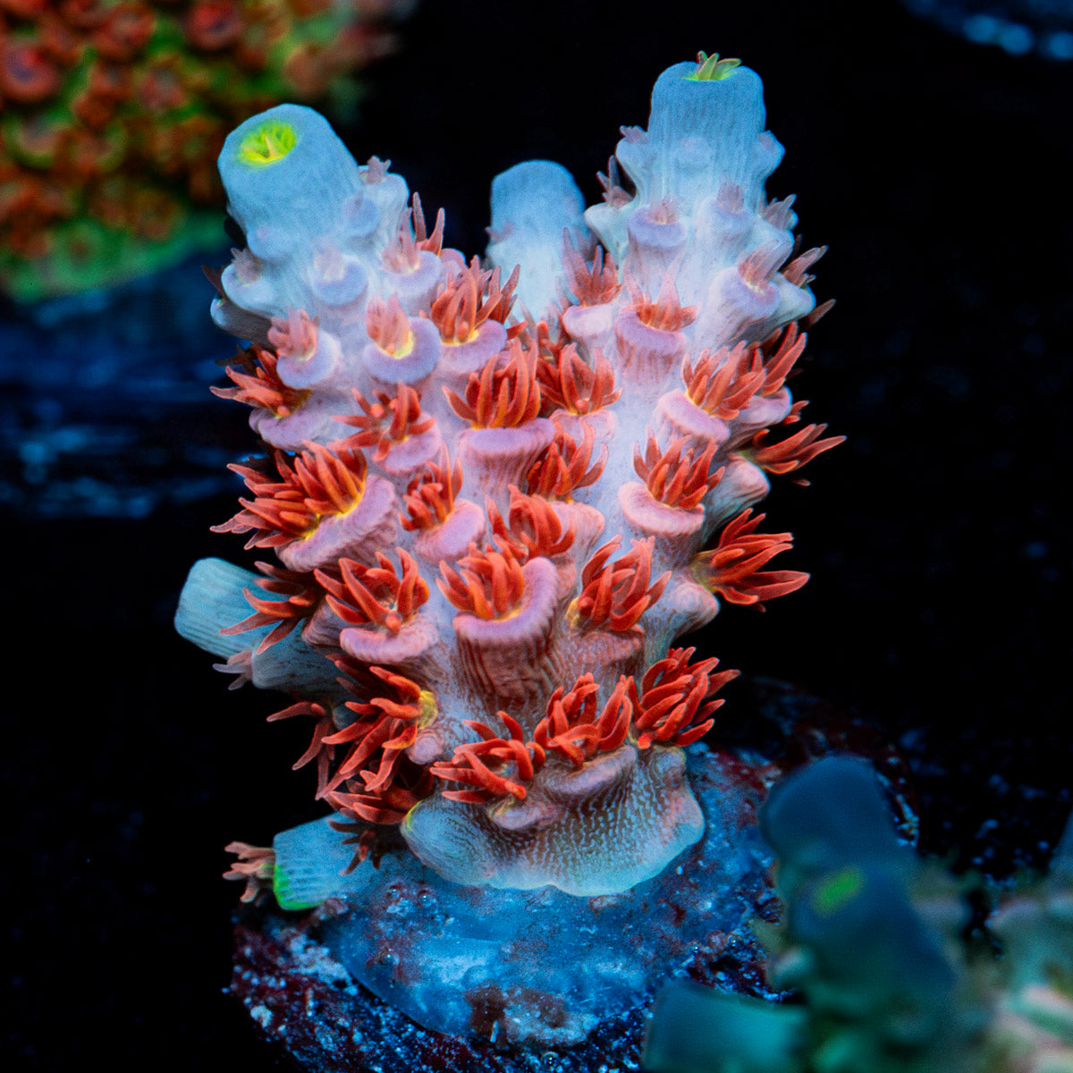 Cherry Bomb Tenuis Acropora Coral with branching growth in reef aquarium