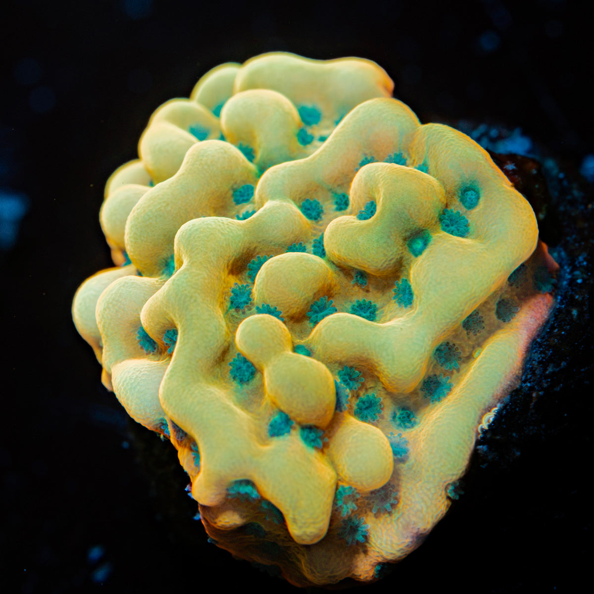 Beach Bum Montipora Coral with branching growth in reef aquarium