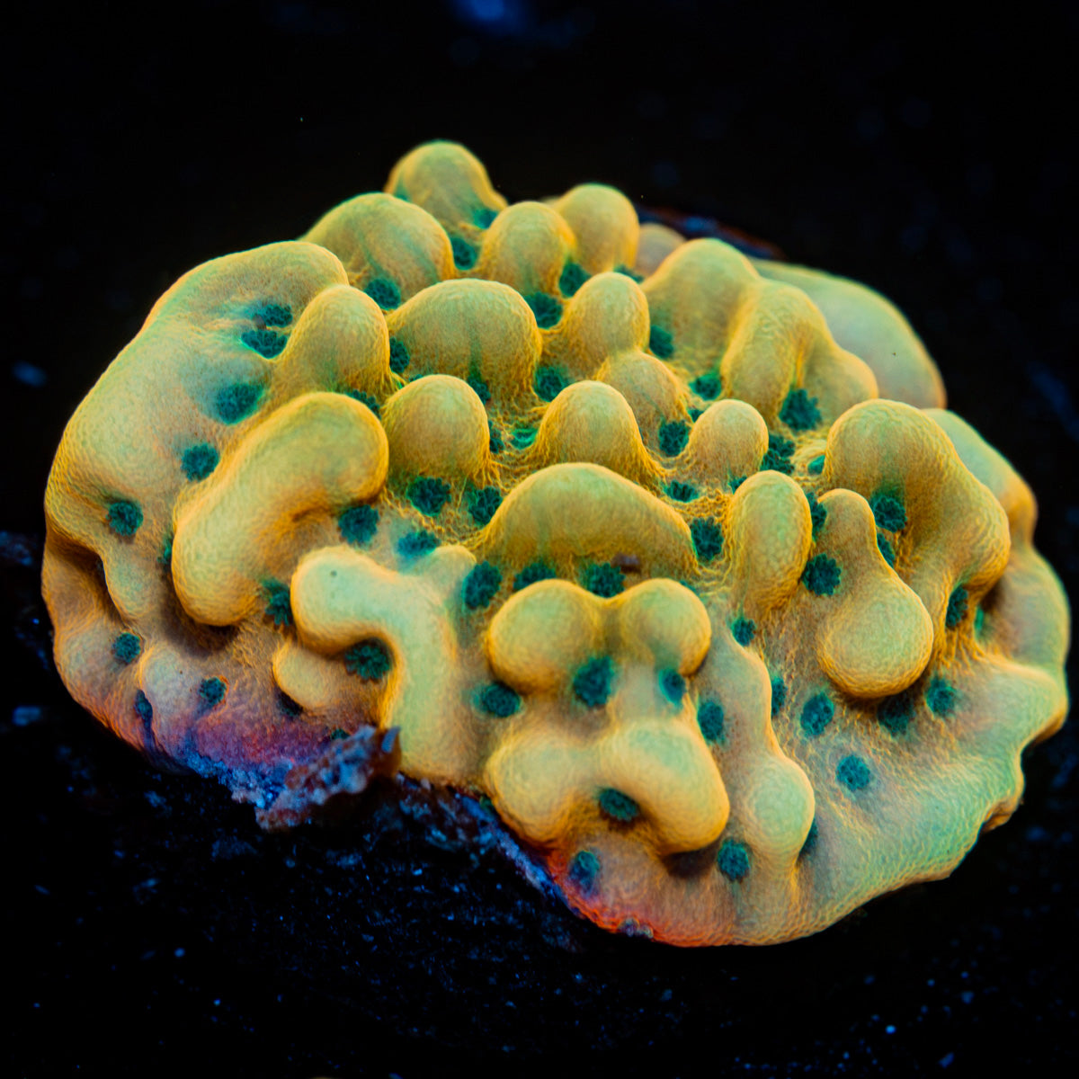 Beach Bum Montipora Coral with branching growth in reef aquarium