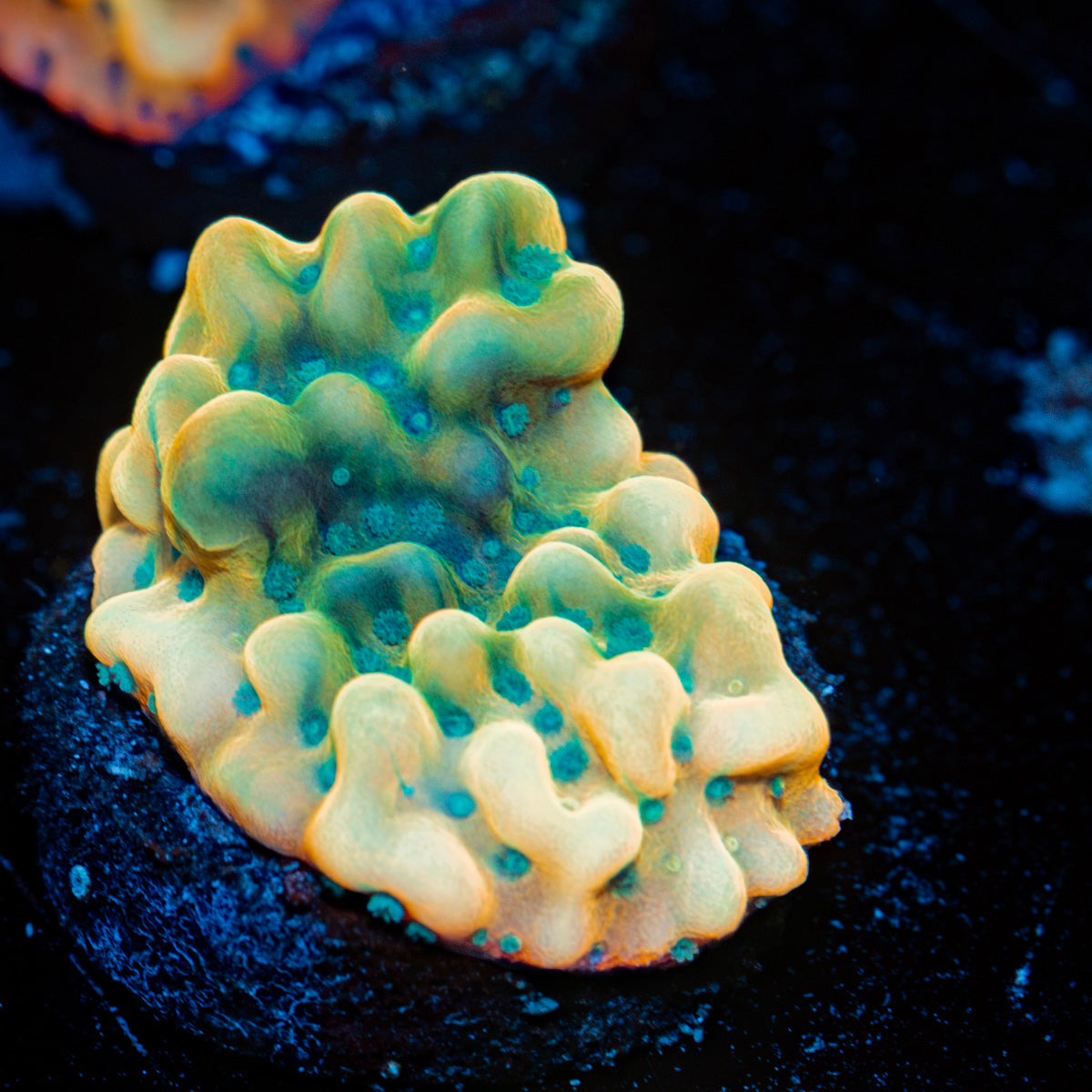 Beach Bum Montipora Coral with branching growth in reef aquarium