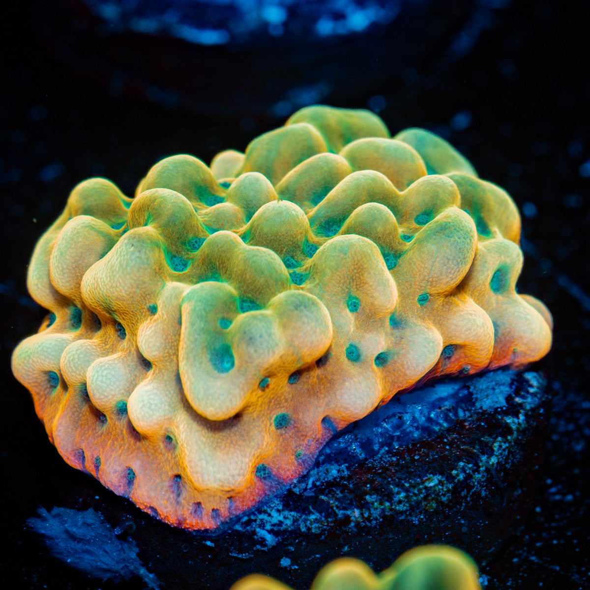 Beach Bum Montipora Coral with branching growth in reef aquarium