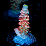 Cherry Bomb Tenuis Acropora Coral with branching growth in reef aquarium