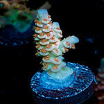 Goku Tenuis Acropora Coral with branching growth in reef aquarium