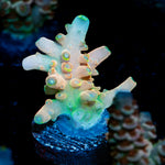 Bali Shortcake Acropora Coral with branching growth in reef aquarium