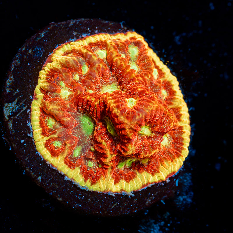 Blood Diamond Favia Coral with encrusting growth in reef aquarium