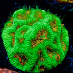 Poison Dart Frog Favia Coral with encrusting growth in reef aquarium