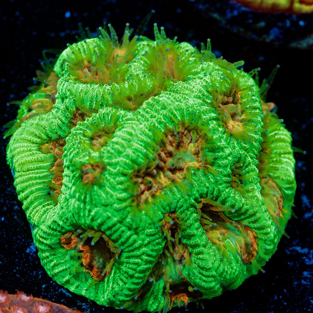 Poison Dart Frog Favia Coral with encrusting growth in reef aquarium