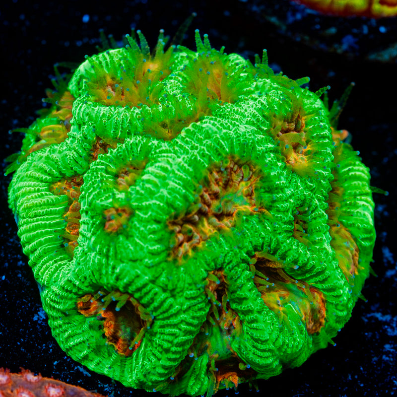 Poison Dart Frog Favia Coral with encrusting growth in reef aquarium