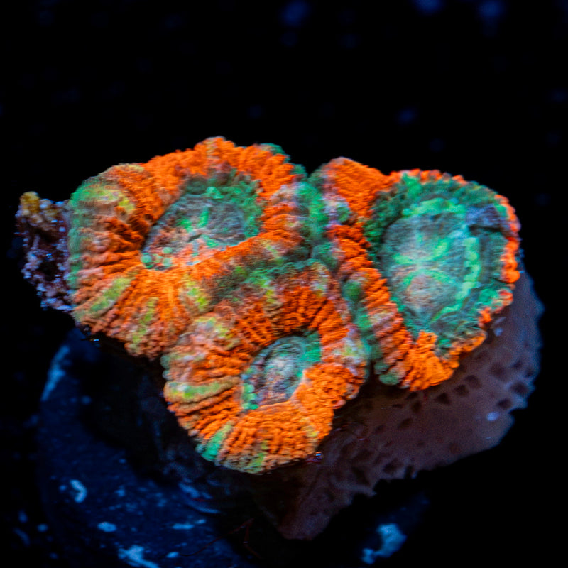 AquaMan Acan Coral with fleshy polyps in reef aquarium