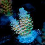 Chevron Tenuis Acropora Coral with branching growth in reef aquarium