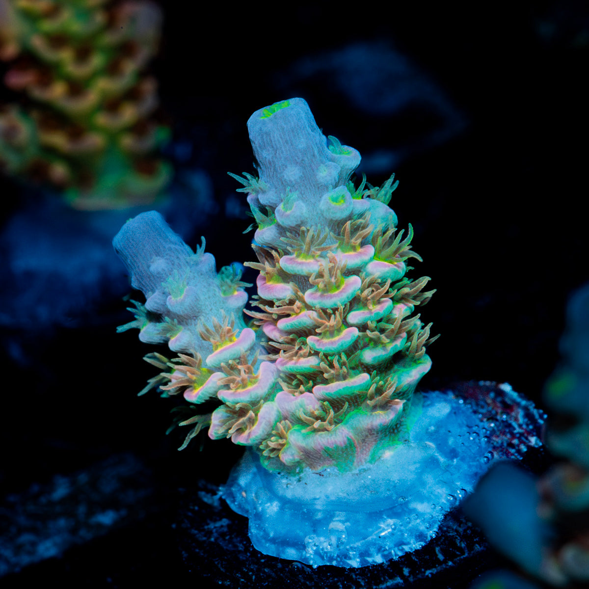 Chevron Tenuis Acropora Coral with branching growth in reef aquarium