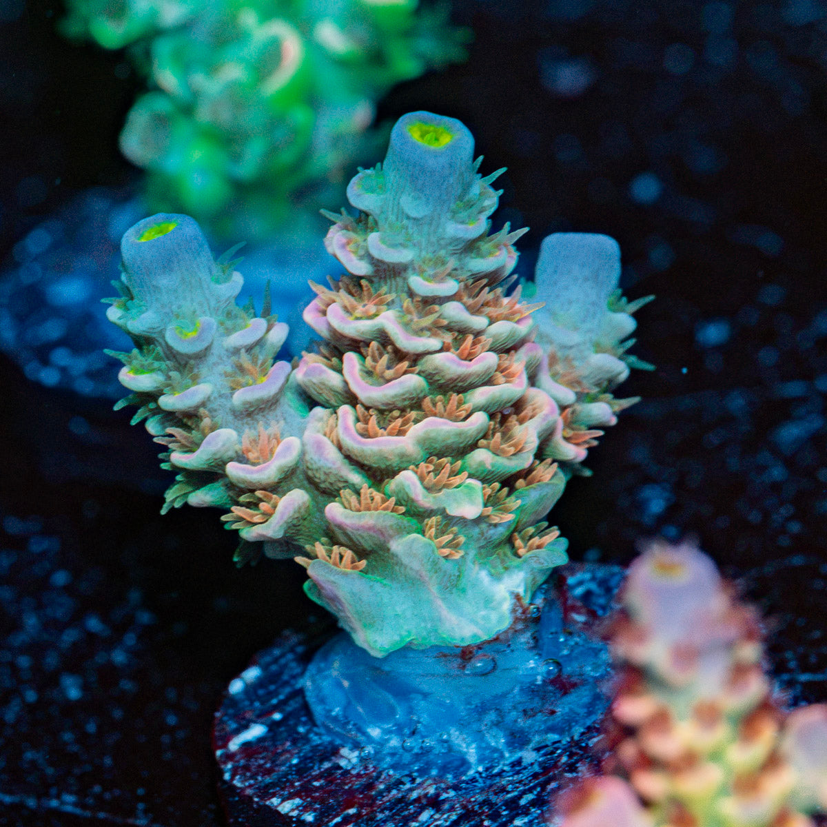 Chevron Tenuis Acropora Coral with branching growth in reef aquarium