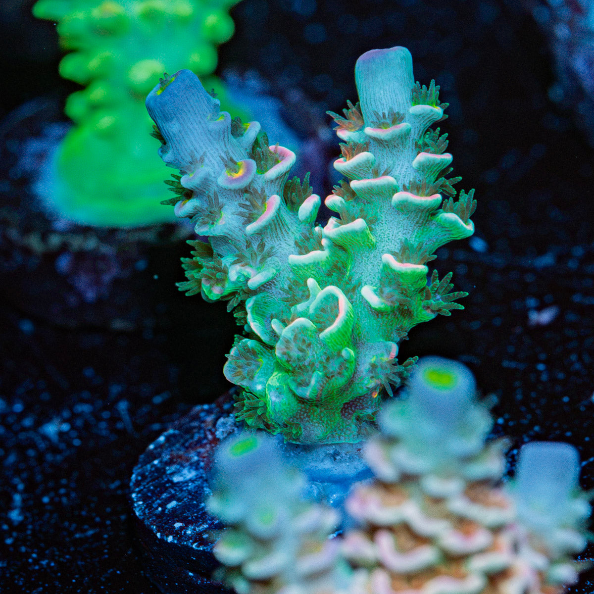Oscar the Grouch Tenuis Acropora Coral with branching growth in reef aquarium