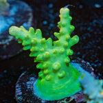 Fools Gold Acropora Coral with branching growth in reef aquarium