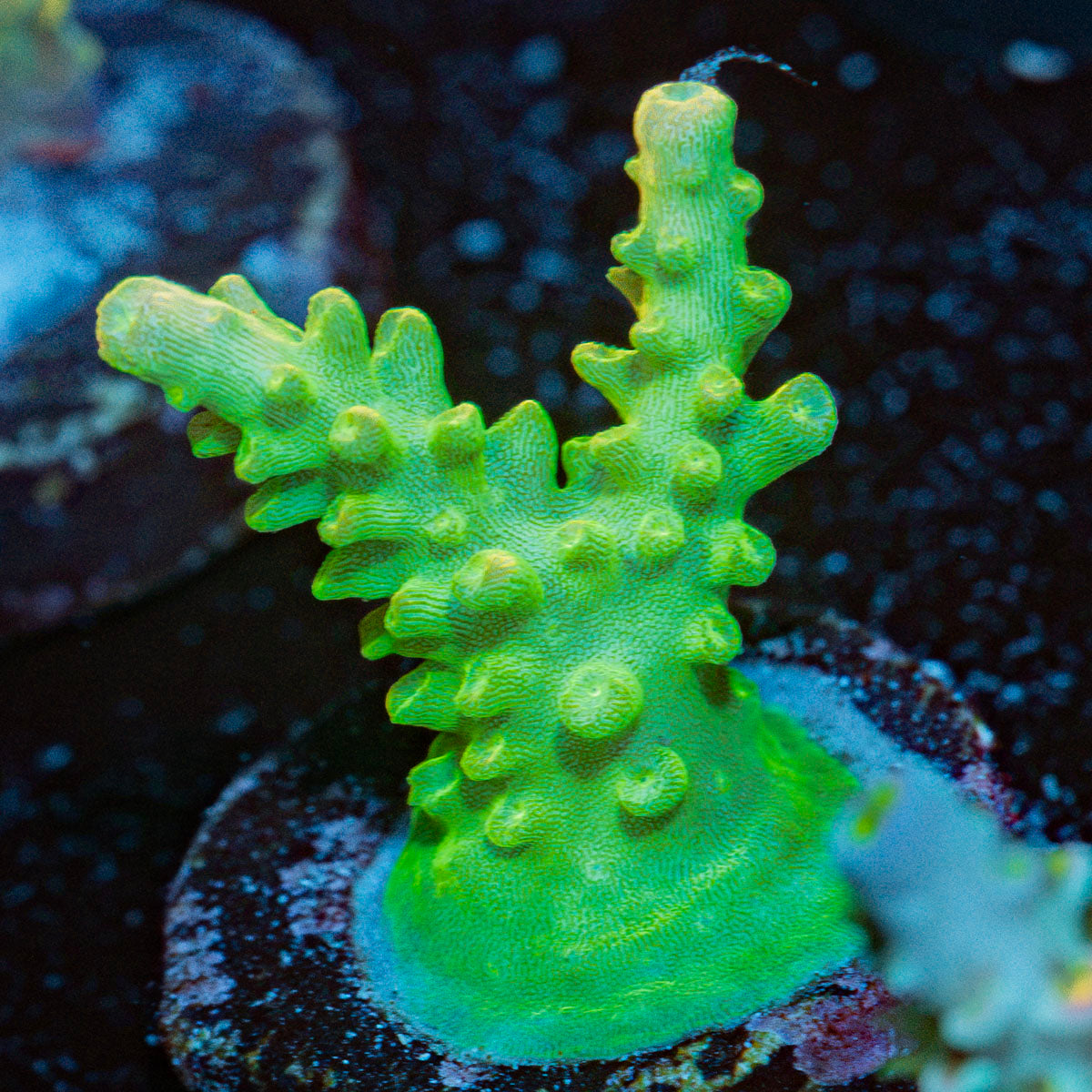 Fools Gold Acropora Coral with branching growth in reef aquarium