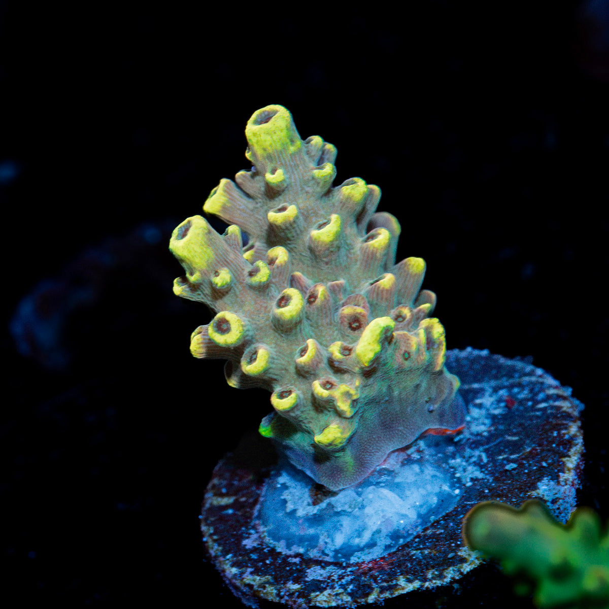 Fireflys Acropora Coral with branching growth in reef aquarium