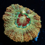 MoonLight Asian Acan Coral with fleshy polyps in reef aquarium