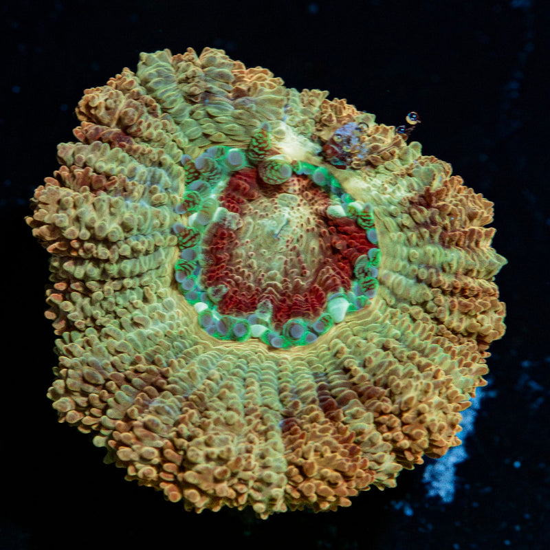 MoonLight Asian Acan Coral with fleshy polyps in reef aquarium