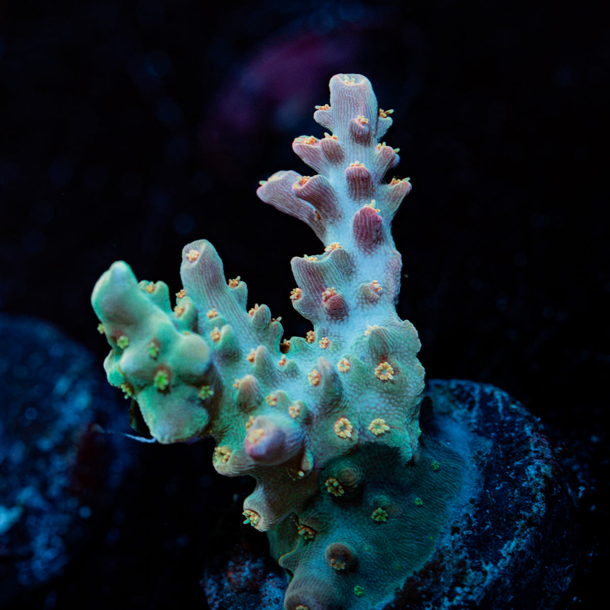 Buzz Lightyear Acropora Coral with branching growth in reef aquarium