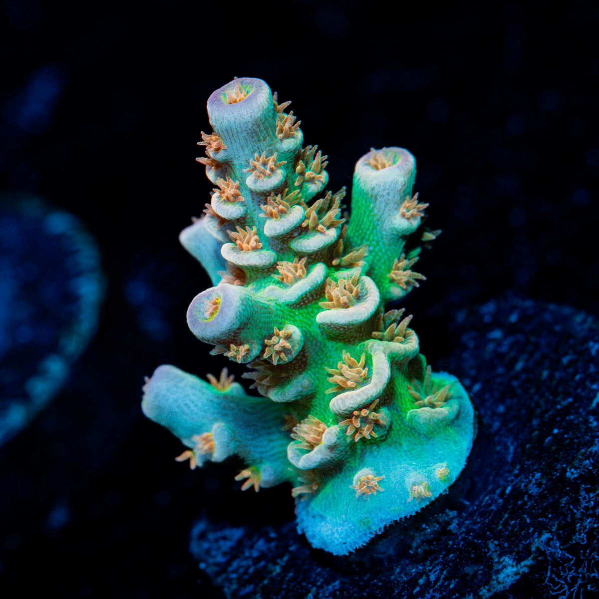 Goku Tenuis Acropora Coral with branching growth in reef aquarium
