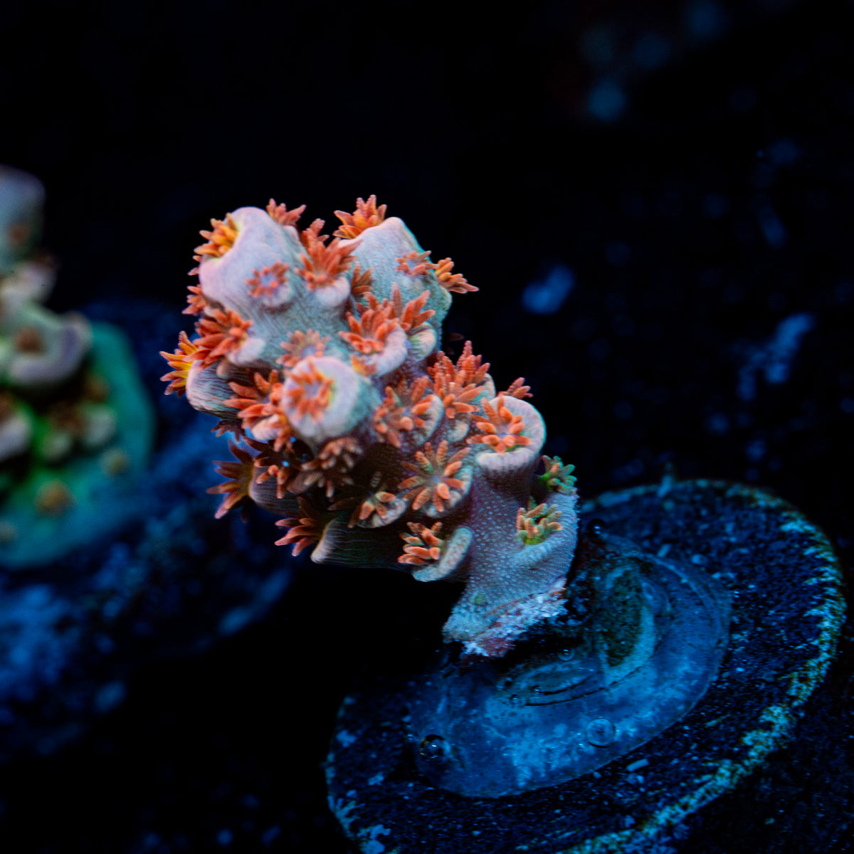 Globe Master Tenuis Acropora Coral with branching growth in reef aquarium