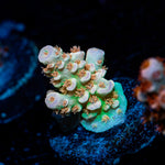 Goku Tenuis Acropora Coral with branching growth in reef aquarium