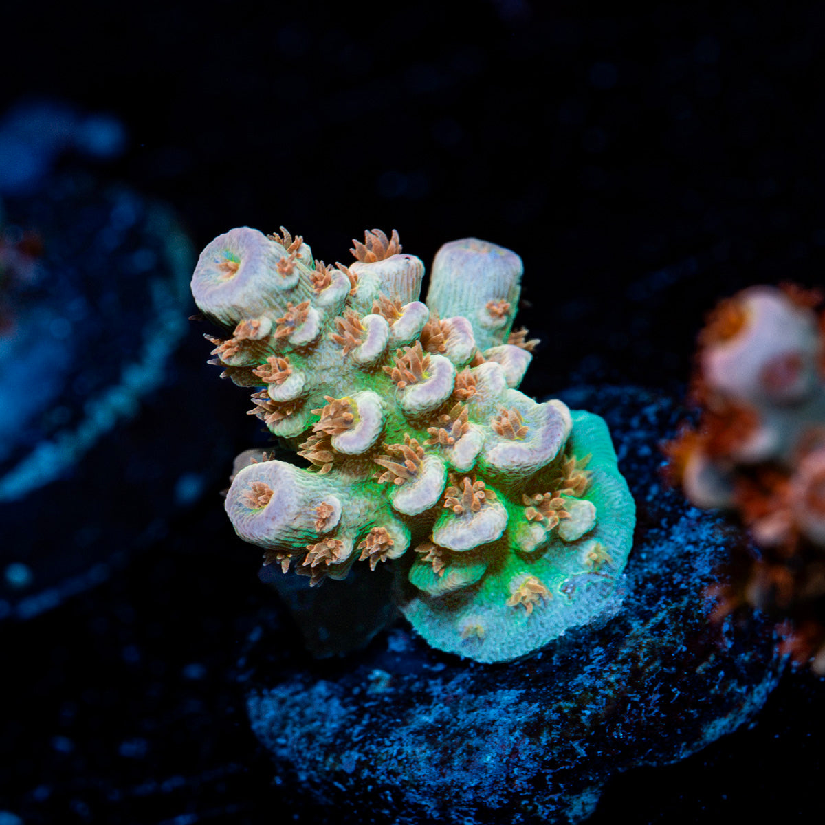 Goku Tenuis Acropora Coral with branching growth in reef aquarium