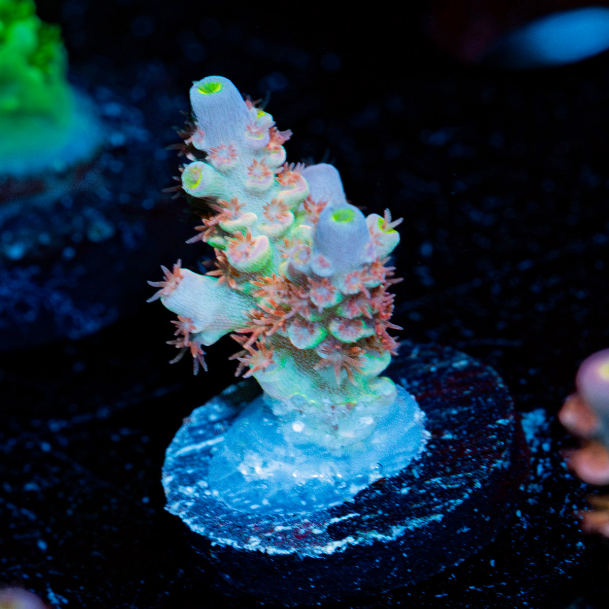 Chevron Tenuis Acropora Coral with branching growth in reef aquarium