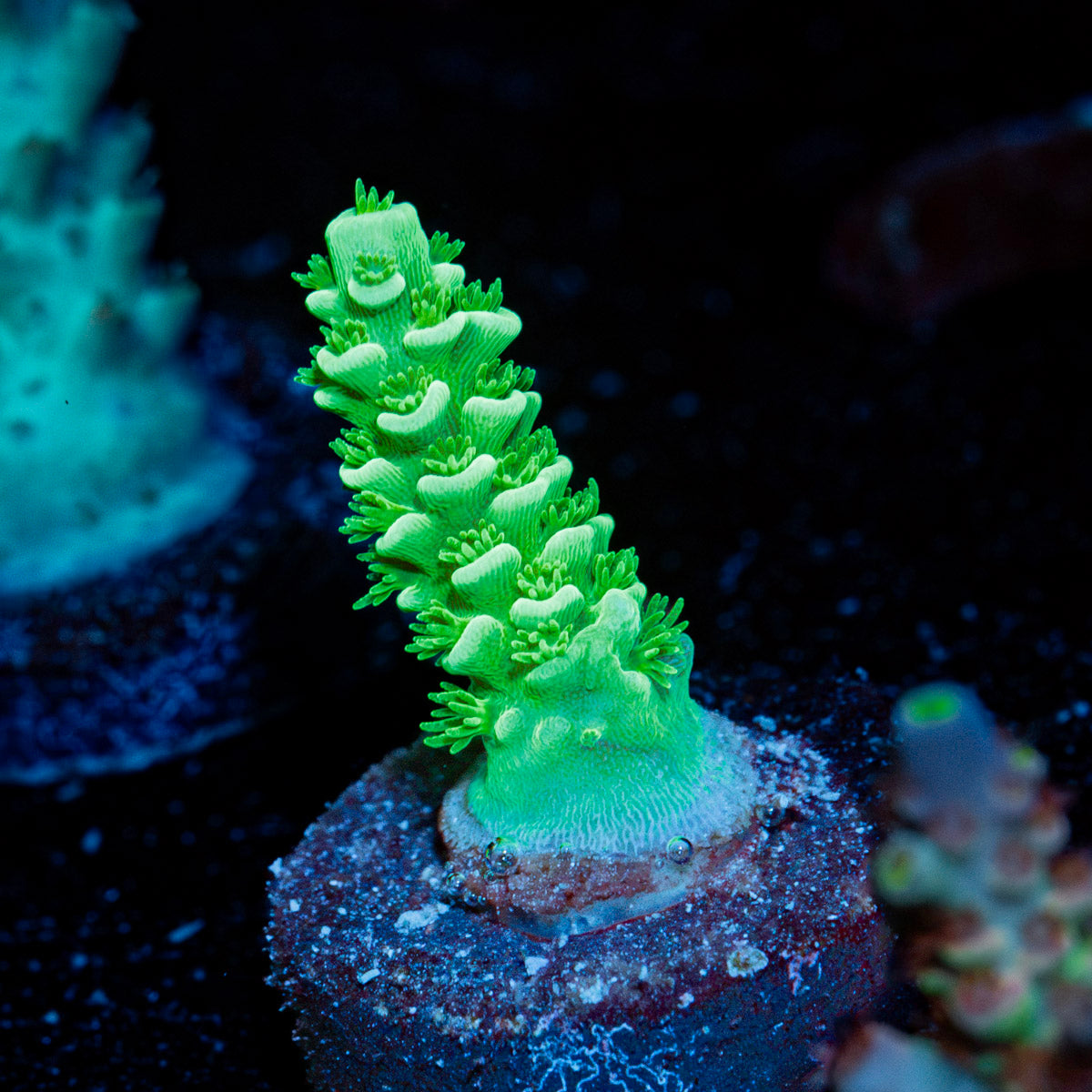 Domicile Disruptor Tenuis Acropora with branching growth in reef aquarium
