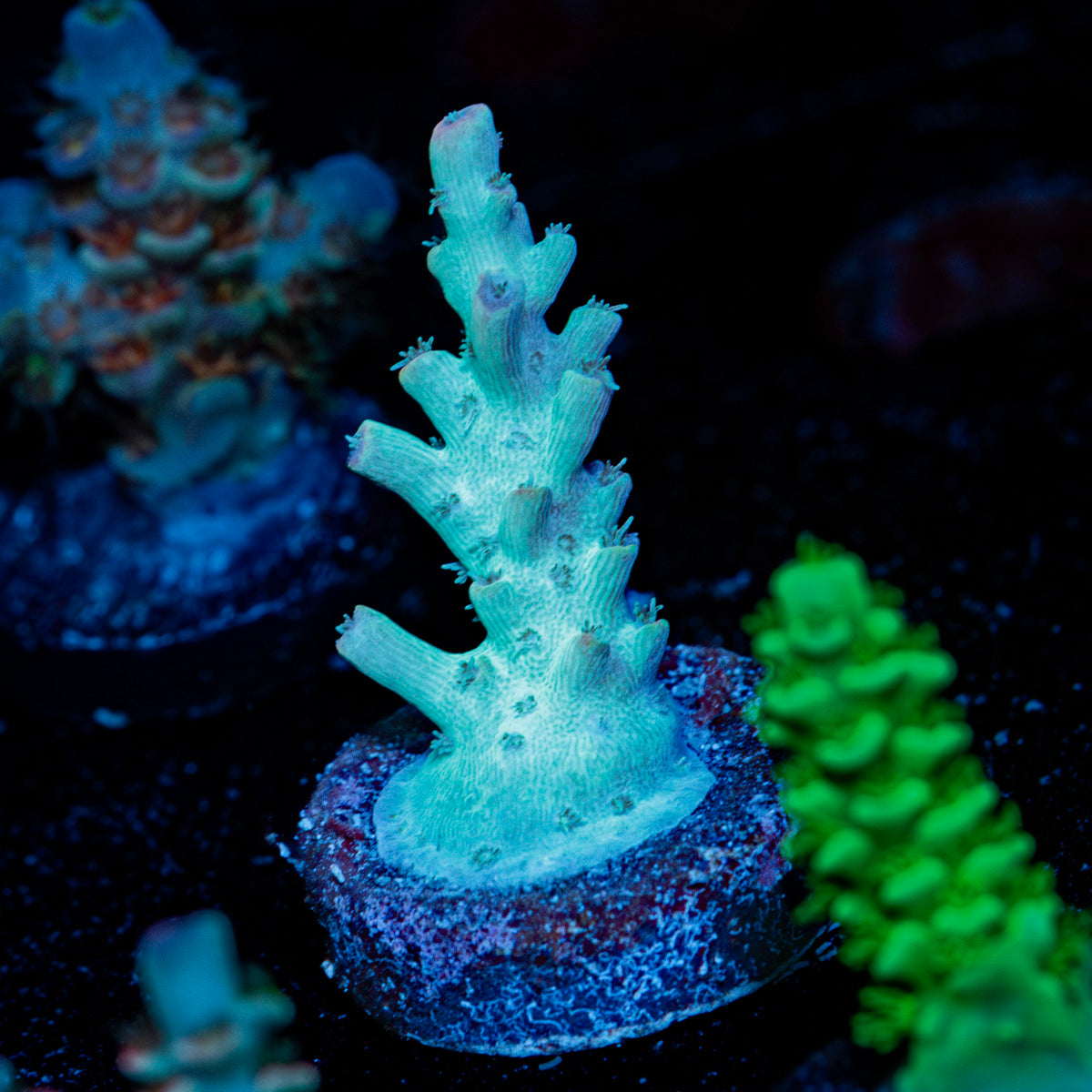 Grogu Acropora Coral with branching growth in reef aquarium