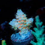 Chevron Tenuis Acropora Coral with branching growth in reef aquarium