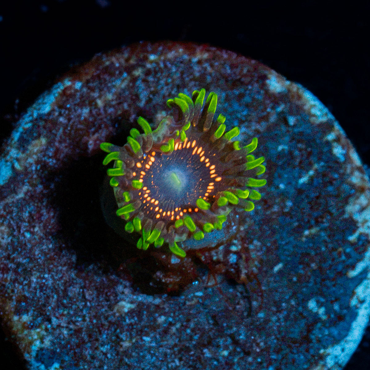 Psychosis Zoanthid Coral colony growth in reef aquarium