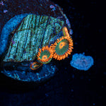 Gatorade Zoanthid Coral colony growth in reef aquarium