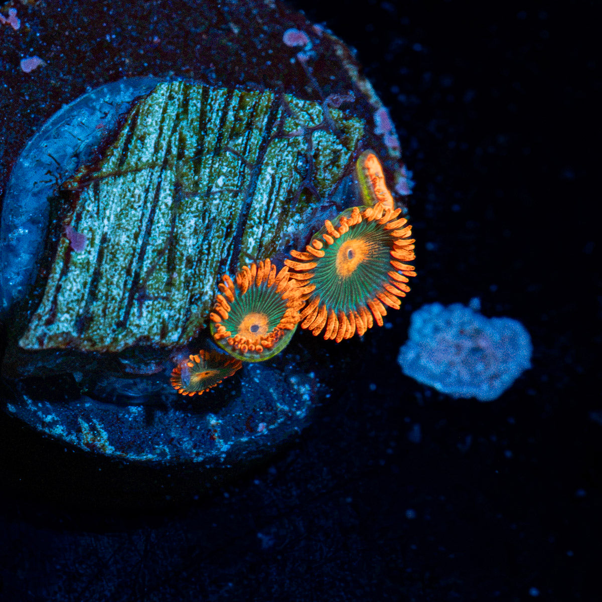 Gatorade Zoanthid Coral colony growth in reef aquarium