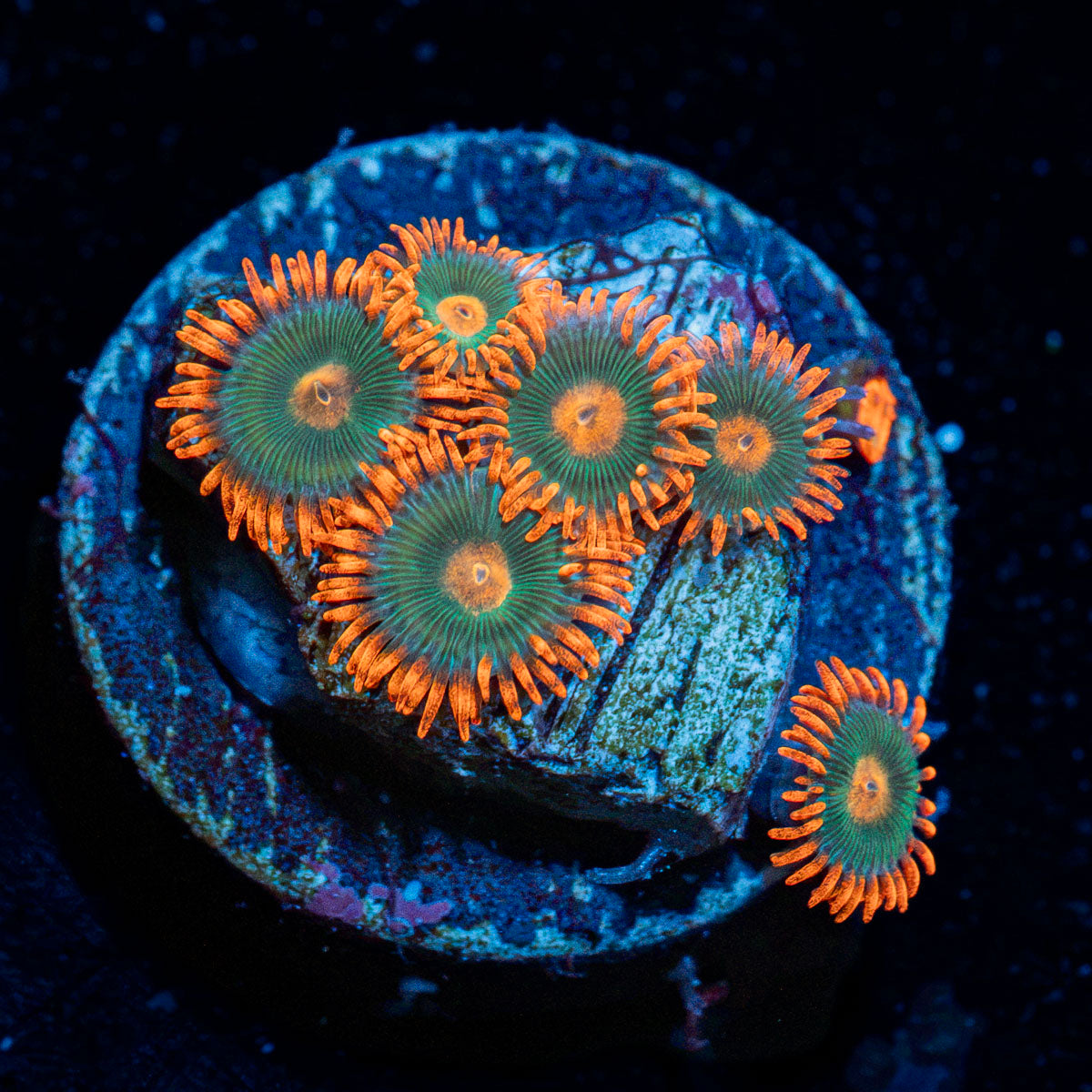 Gatorade Zoanthid Coral with colony growth in reef aquarium
