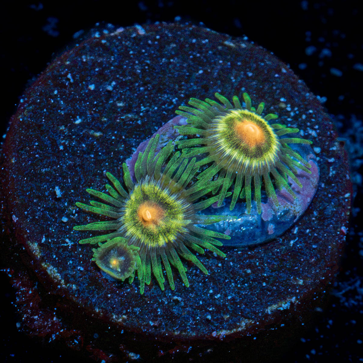 Stargazer Zoanthid Coral colony growth in reef aquarium