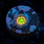 Funny D Zoanthid Coral with colony growth in reef aquarium
