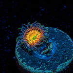 Sunny D Zoanthid Coral with colony growth in reef aquarium