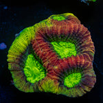 Dragon Soul Favia Coral with encrusting growth in reef aquarium