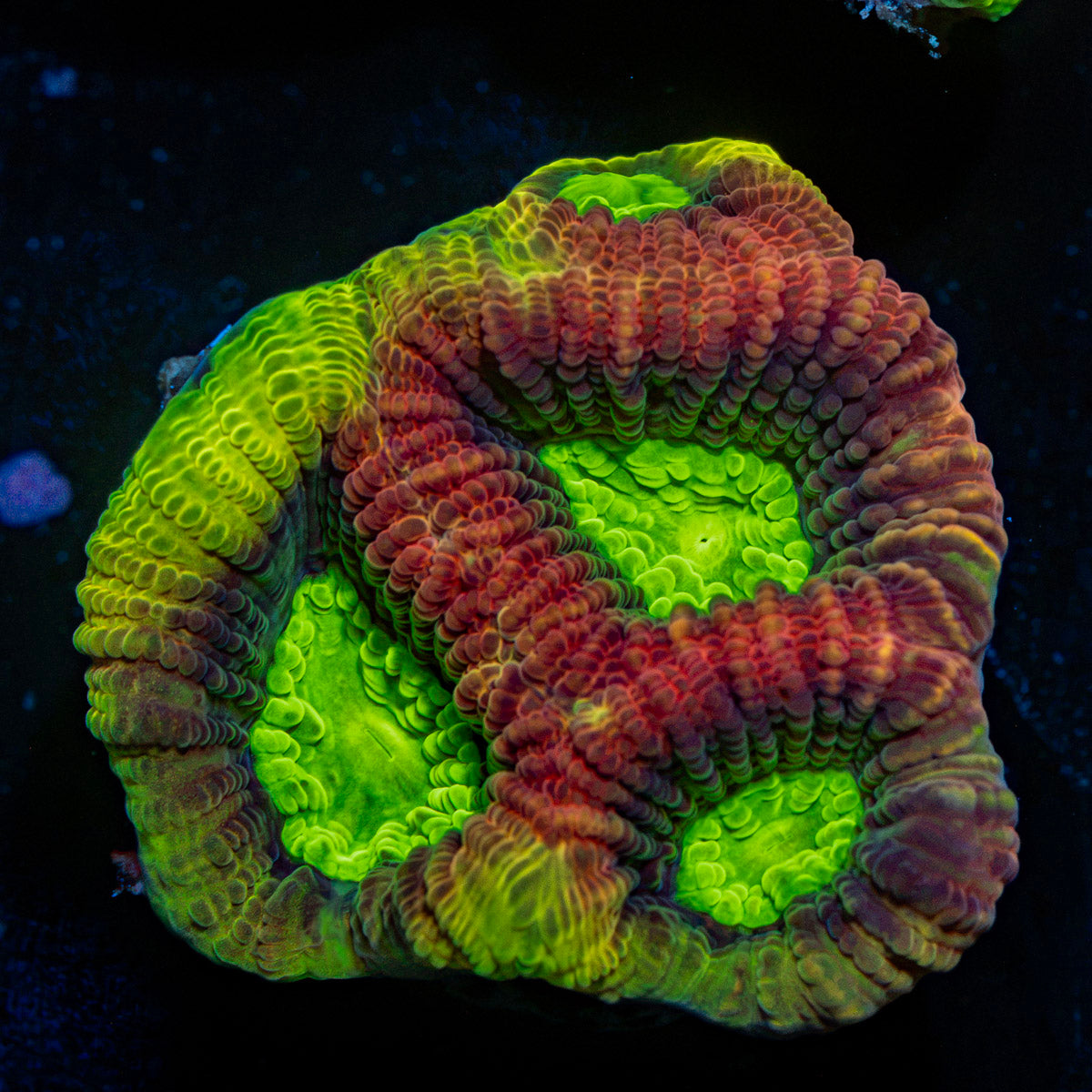 Dragon Soul Favia Coral with encrusting growth in reef aquarium