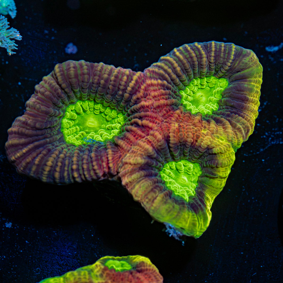 Dragon Soul Favia Coral with encrusting growth in reef aquarium